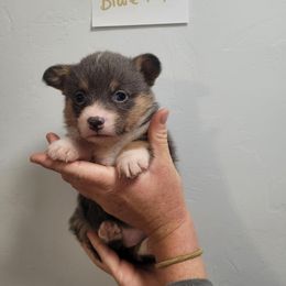 Bluie female (1) - Blue Pembroke Welsh Corgi puppy in Tucson, Arizona from Little Reds Corgis