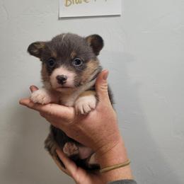 Bluie female (1) - Blue Pembroke Welsh Corgi puppy in Tucson, Arizona from Little Reds Corgis