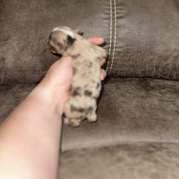 Toy Australian Shepherd Puppies from Rafter 7E Aussies