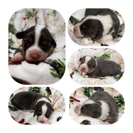Pembroke Welsh Corgi Puppies from Wildcat Creek Corgis