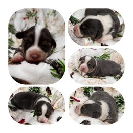 Pembroke Welsh Corgi Puppies from Wildcat Creek Corgis