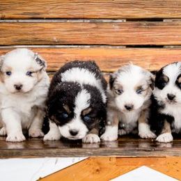 Miniature Australian Shepherds from Sun Dog Mini Aussies
