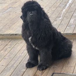 Newfoundland All Grown Up from Faithful Acres Newfs