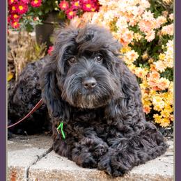Verne - Black male Cockapoo puppy in Connersville, Indiana from Deaz Doodle Ranch
