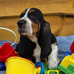 Kennedy - Black brown and white male Basset Hound puppy in Big Rapids, Michigan from Basket Hound Bassets