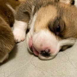 Pembroke Welsh Corgi Puppies from Swezey Pembroke Welsh Corgis