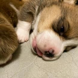Pembroke Welsh Corgi Puppies from Swezey Pembroke Welsh Corgis