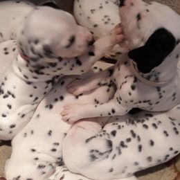 Dalmatian Puppies from Paisley