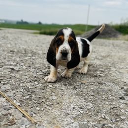 Puppy 1 - Black brown and white male Basset Hound puppy in Falls City, Nebraska from Bassett Hounds & Labradors