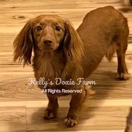 Georgia - Dachshund