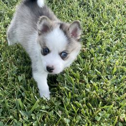 Pomsky Puppies from Promise Land Pomskies