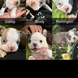 Boston Terrier Puppies from Heather's Boston Babies