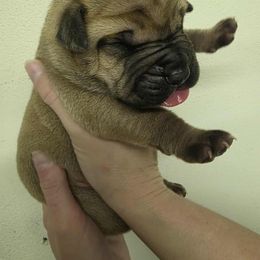 Black collar male - Red male Boerboel puppy in Rockford, Illinois from Adoraboerboels
