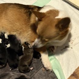 Red 1 - Red male Pembroke Welsh Corgi puppy in Mountain View, Hawaii from Celtic Corgis