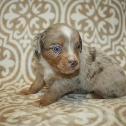 Skipper - Red merle male Miniature Australian Shepherd puppy in Licking, Missouri from Burnett Aussies
