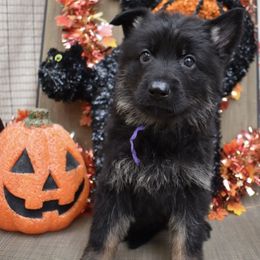 Purple Girl - Black and tan female German Shepherd puppy in Grants Pass, Oregon from Granville German Shepherds