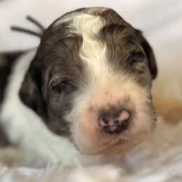 Boy 4 - Parti male Goldendoodle puppy in Toledo, Ohio from Avery Doodle Day LLC