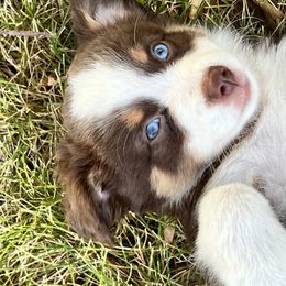 Miniature Australian Shepherd and Toy Australian Shepherd Puppies from Kickapoo Creek Toy & Mini Aussies