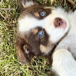 Miniature Australian Shepherd and Toy Australian Shepherd Puppies from Kickapoo Creek Toy & Mini Aussies
