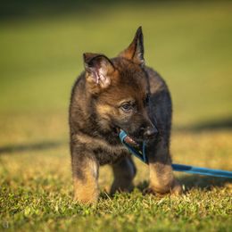 German Shepherd Puppies from Sommerfeld German Shepherds