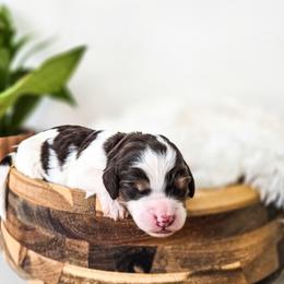 Gatsby - Brown and white male Bernedoodle puppy in Gaylord, Michigan from Dog Mom Co. Doodles