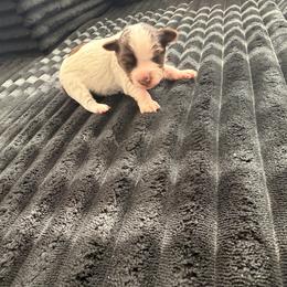 Khole - Chocolate, tan and white female Yorkshire Terrier puppy in Las Vegas, Nevada from Yorkie House