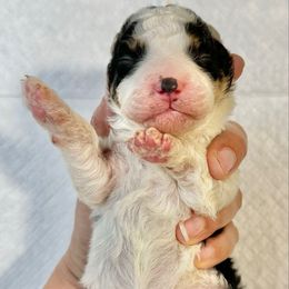 White Tricolor 1 - Tri-color male Bernedoodle puppy in Brooksville, Florida from Kruger Doodles
