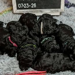 Poodles from Semper Poodelis