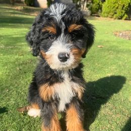 Uncle Fester - Tri-color male Bernedoodle puppy in Alpharetta, Georgia from Doodles of Buckhead