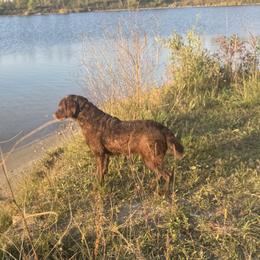 Gemma - Chesapeake Bay Retriever