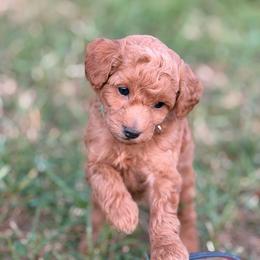 Green Girl - Apricot female Goldendoodle puppy in Sheldon, Vermont from Ole Poor Farm