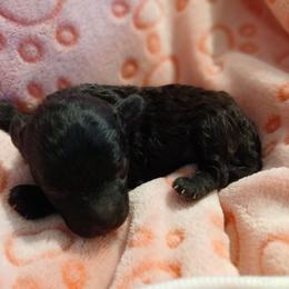 Lyka - Silver female Poodle puppy in Blanch, North Carolina from Faithful Hearts Kennel