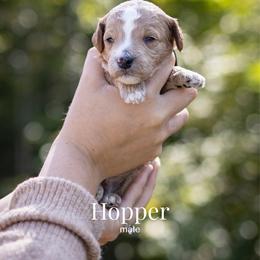 Hopper - Apricot male Goldendoodle puppy in Acton, Maine from Silver Pines Pups