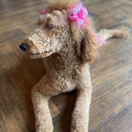 Goldendoodles and Poodles from 580 Poodles & Doodles