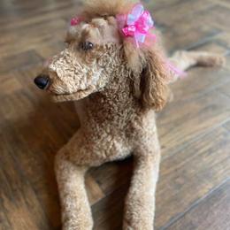 Goldendoodles and Poodles from 580 Poodles & Doodles