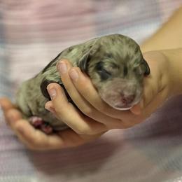 Male 1 - Chocolate male Assorted Doodle Crosses puppy in Kansas City, Missouri from Beary GoldenDoodles