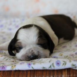 Dandelion - Tri-Roan female English Springer Spaniel puppy in Winfield, Tennessee from Murphy Farms and Springers