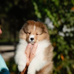 Girl 1 - Sable and white female Shetland Sheepdog puppy in Weeki Wachee, Florida from Cathance Shetland Sheepdogs