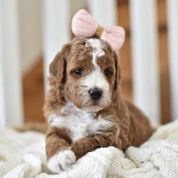 Tulip - Apricot female Goldendoodle puppy in Berlin, Ohio from Doodle Babys