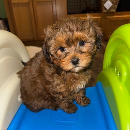Girl 1 - Liver female Shihpoo puppy in Cedar Springs, Michigan from Pridespoodles