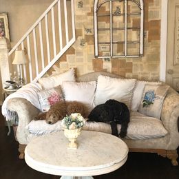 Goldendoodle Puppies from Cottage Doodles