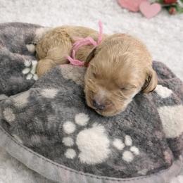 Pink - Apricot female Goldendoodle puppy in Boise, Idaho from Goldendoodle Baby