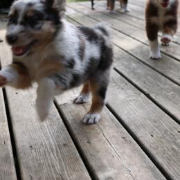 Australian Shepherd Puppies from Chippewa Falls Aussie Paws
