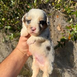 Olive - Fluffy Corgi (Financing Available) - Blue merle and white male American Corgi puppy in Inverness, Florida from Canaan Farm Corgis