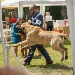 Mastiffs from Stone Gate Mastiffs