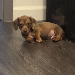 Ace - Dapple male Dachshund puppy in Silsbee, Texas from The Doxie Den