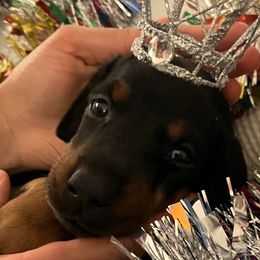 Pepper - Black and rust Doberman Pinscher puppy in Columbus, Ohio from Von Schaaf Haus DuPree