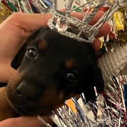 Pepper - Black and rust Doberman Pinscher puppy in Columbus, Ohio from Von Schaaf Haus DuPree