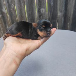 Mr. Green - Black and tan male Yorkshire Terrier puppy in Woodway, Texas from The Yorkie Empire