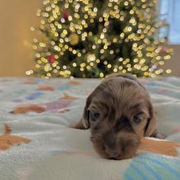 Dachshund Puppies from Birkin’ Paws